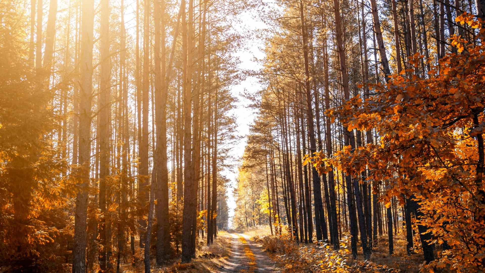Sunlit forest path with autumn leaves and tall trees.