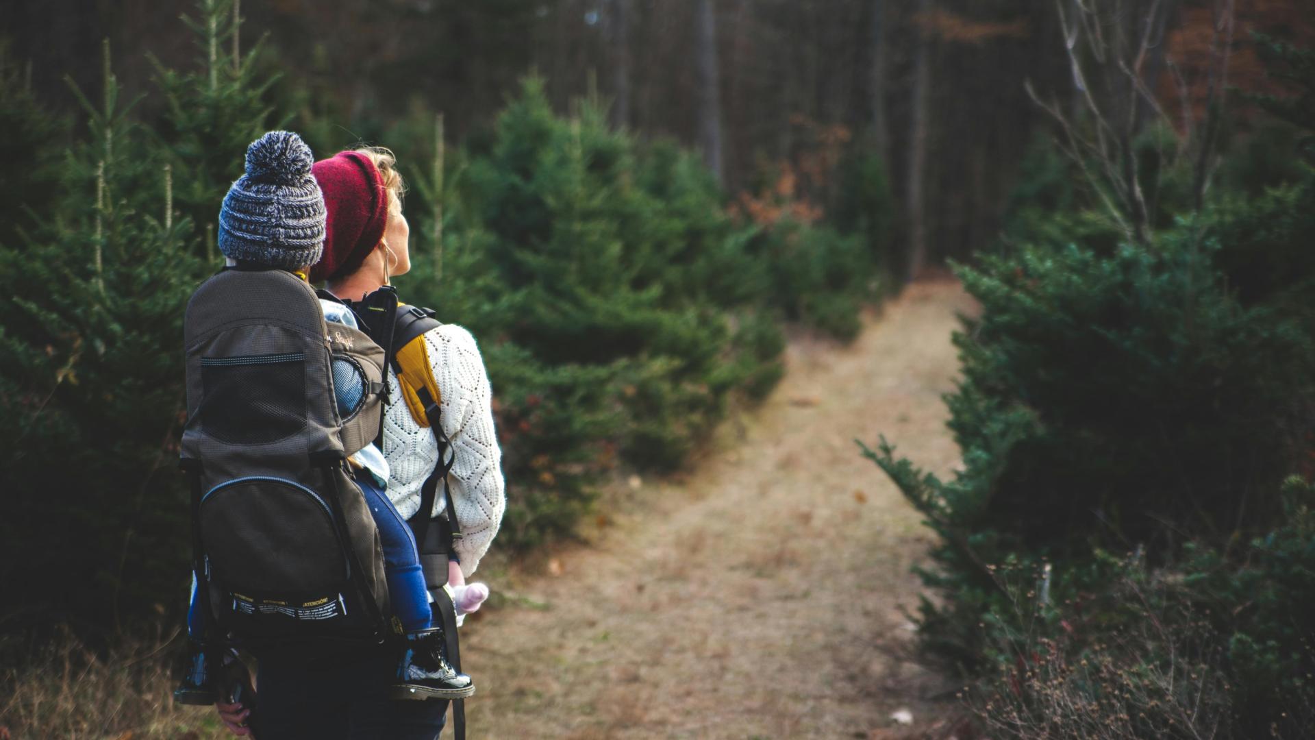 Person hiking with child carrier in a forest, surrounded by tall fir trees.