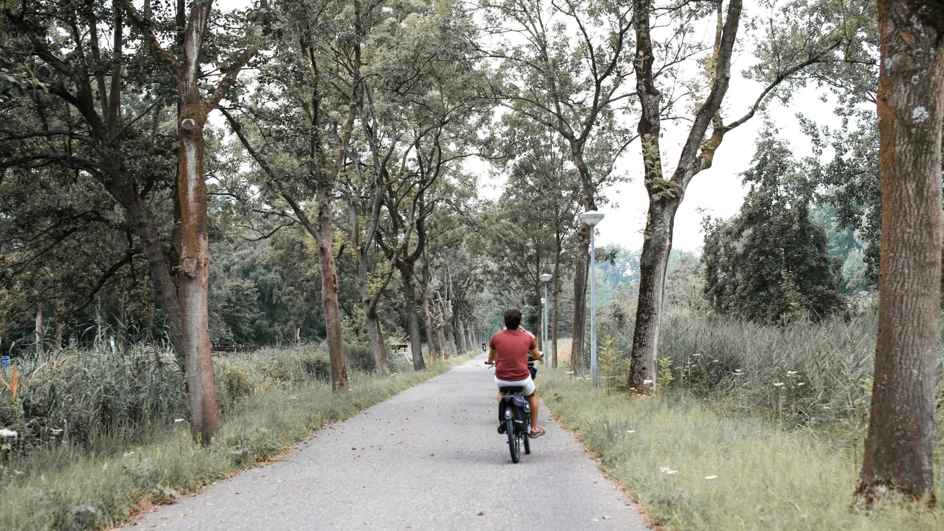 Cyclist in red shirt rides down a tree-lined path.