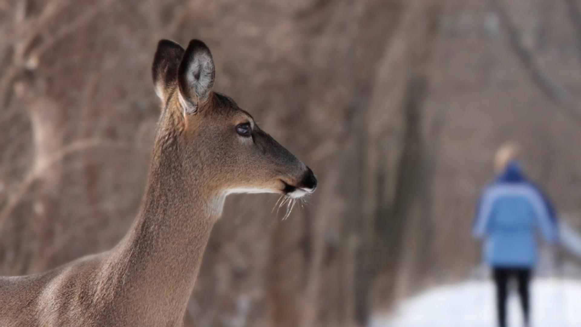 Deer standing on snowy path, person walking in the distance.