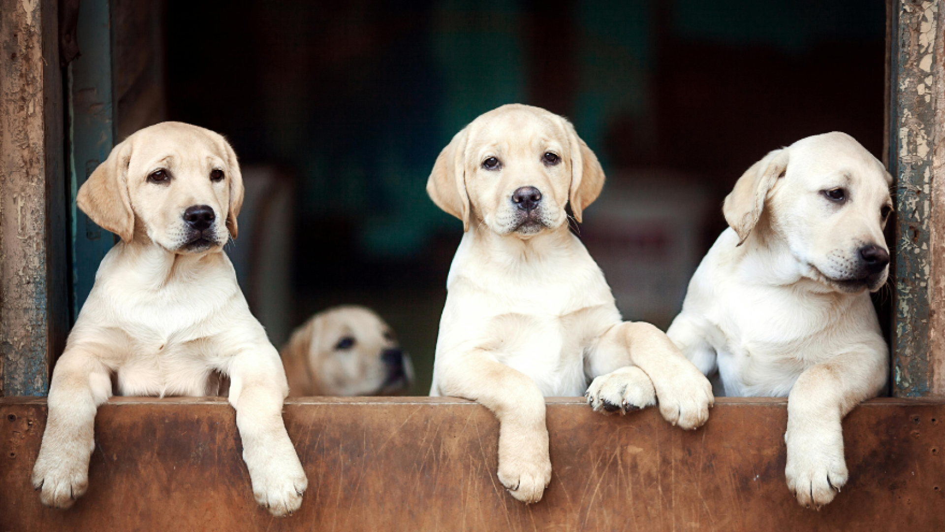 Four golden retrievers in a pen