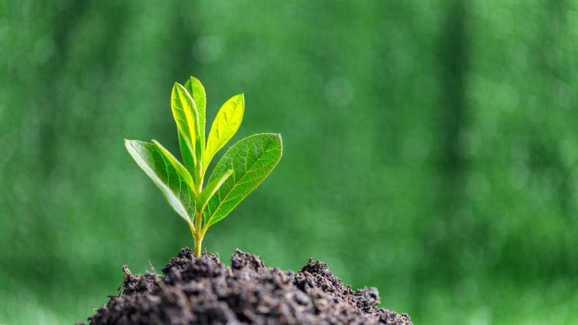 Close-up of a small plant cutting placed in soil