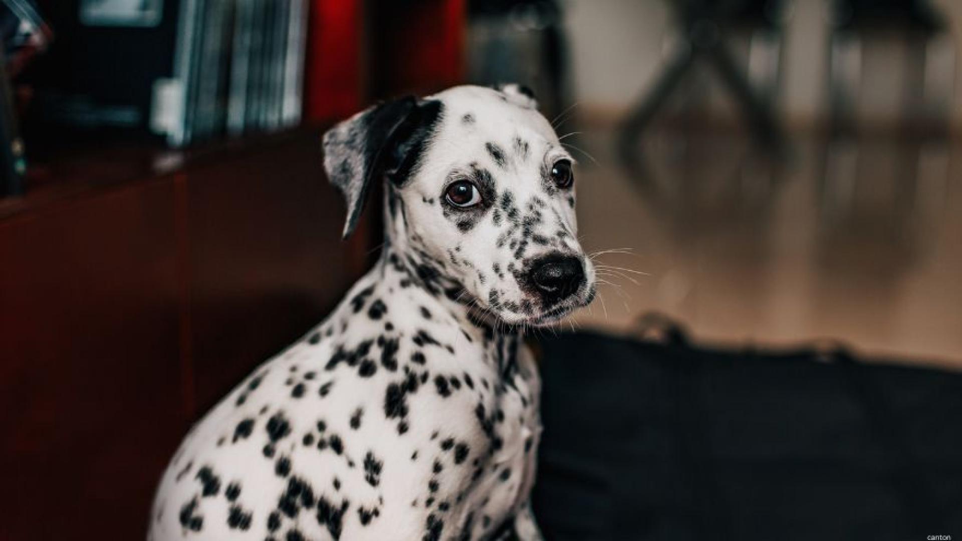 Dalmatian looking at the camera