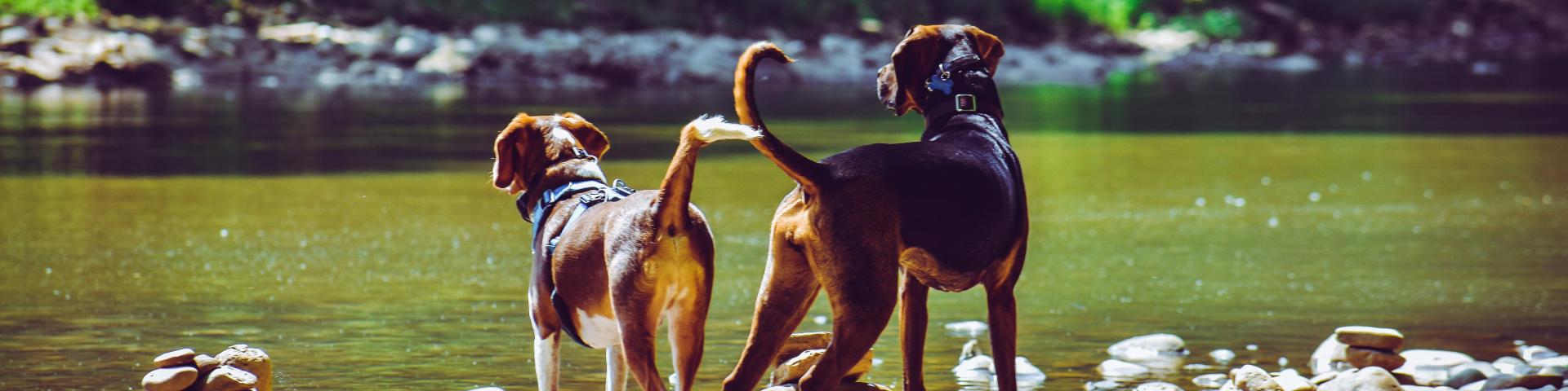 Two dogs standing by a tranquil riverbank.