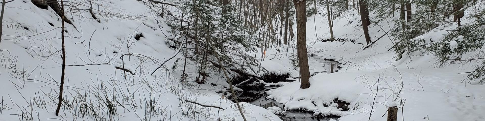 Snowy forest with a winding creek and tall trees.
