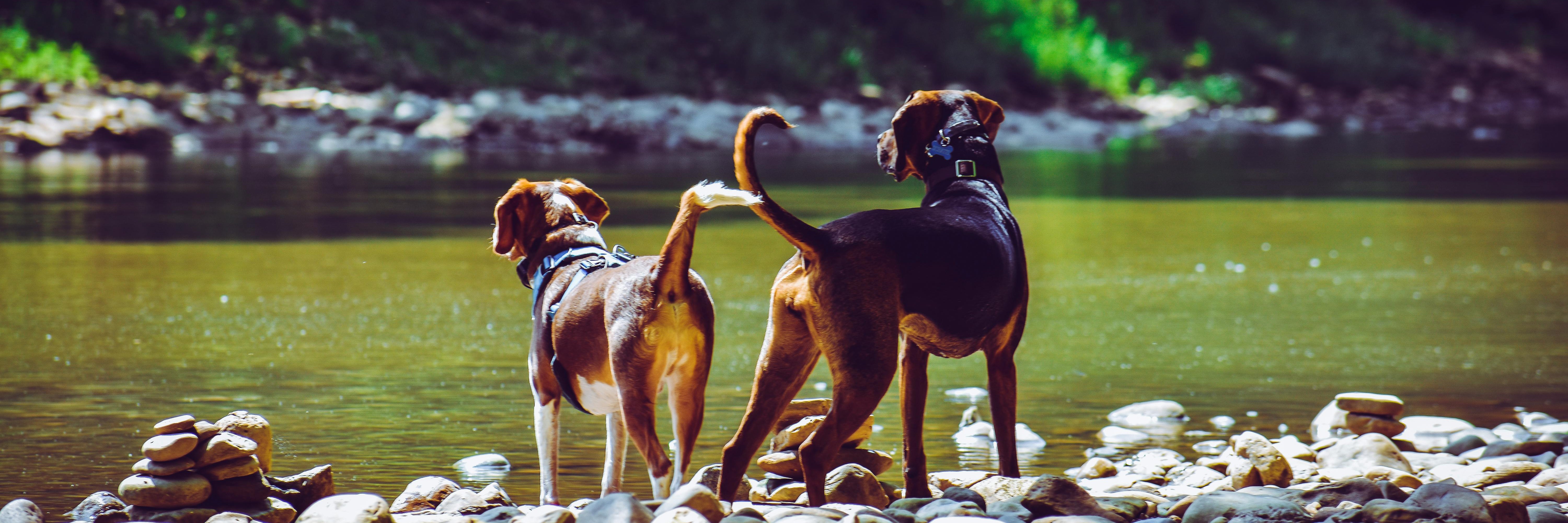 Deux chiens de dos qui regardent la rivière.